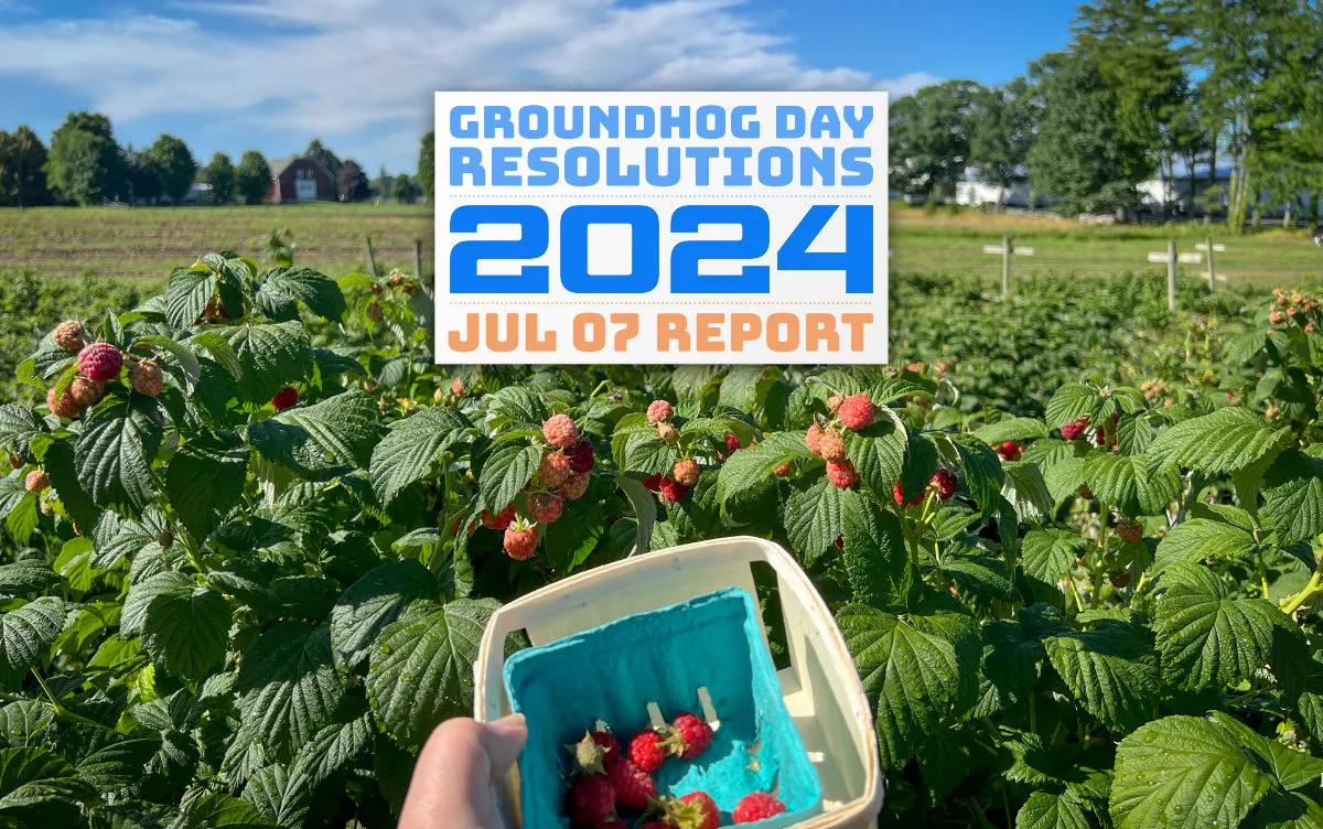 A sunny day picking raspberries on a fruit farm (full size image)